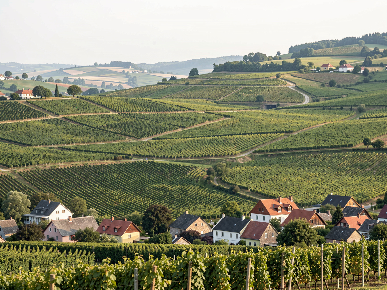 Weite Landschaft aus aneinandergereihten Weinbergen über mehrere Gemeindegrenzen hinweg, im Hintergrund die Dächer mehrerer Ortschaften am Hangfuss