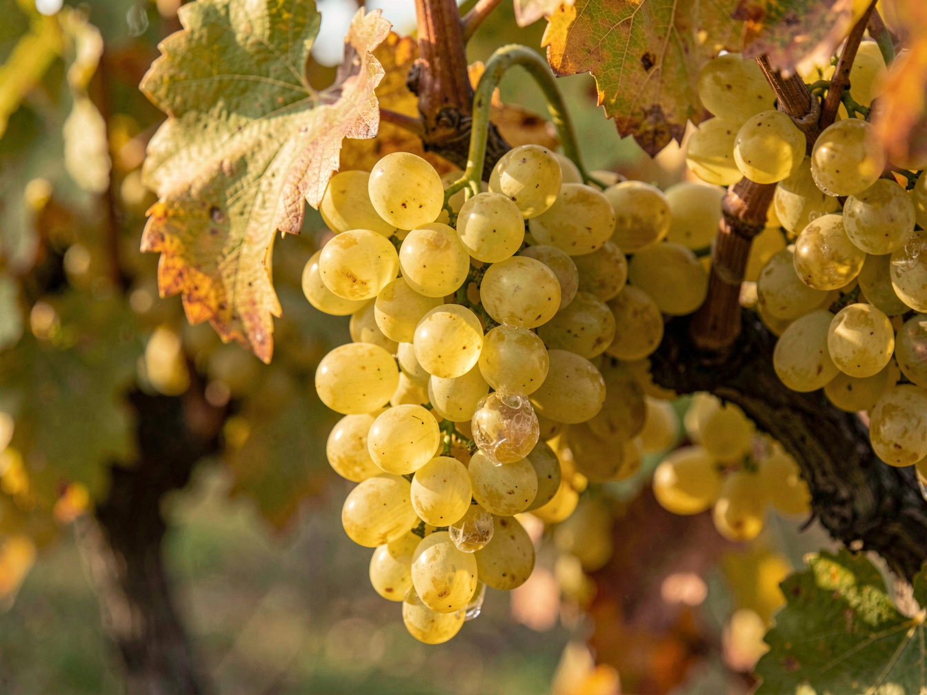 Reife goldgelbe Rieslingtrauben mit deutlicher Edelfäule an einem Rebstock, aus nächster Nähe bei weichem Herbstlicht aufgenommen