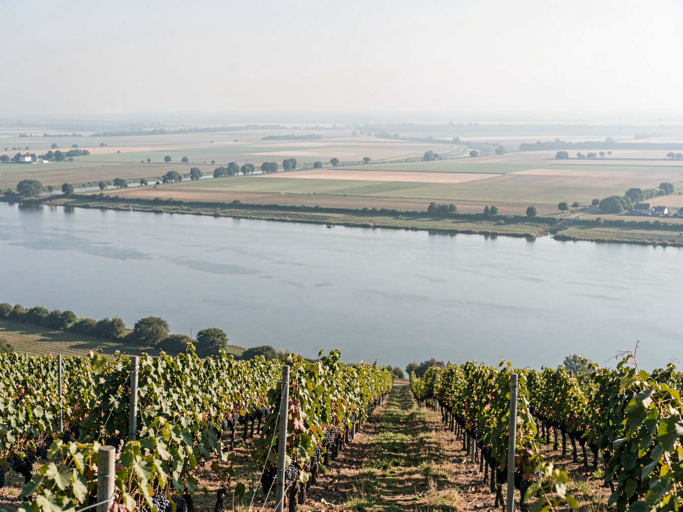 Breiter ruhiger Fluss in einem weiten Tal, von einem höher gelegenen Weinberg aus gesehen, mit flachem Uferland und Dunst am Horizont